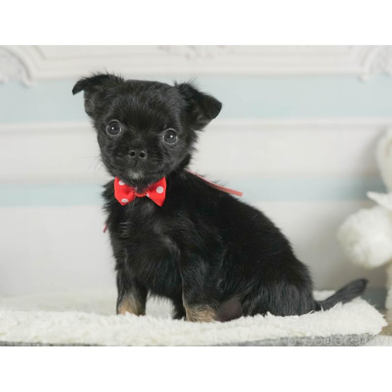 販売中の神奈川県のチワワ(ロングコート)-424716の15枚目