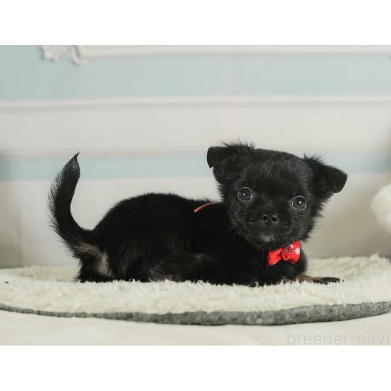 販売中の神奈川県のチワワ(ロングコート)-424716の14枚目