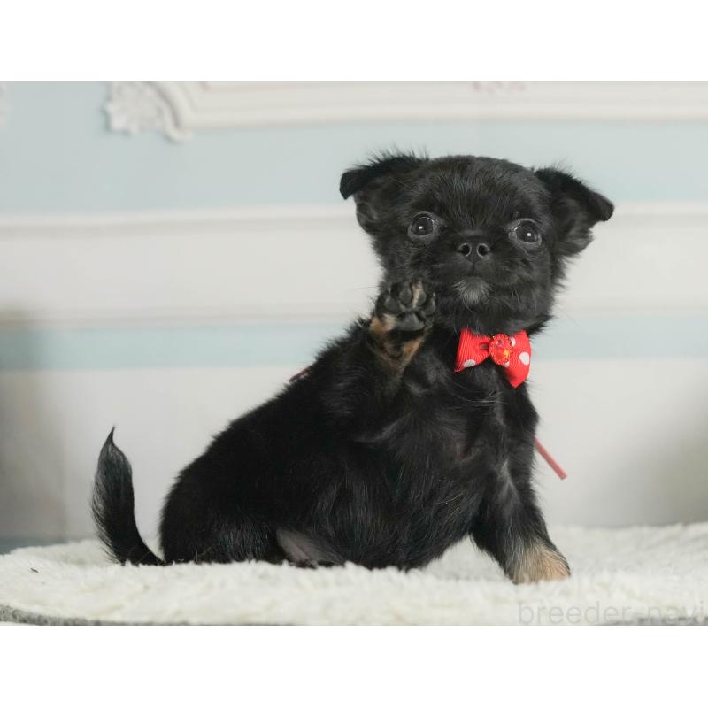 販売中の神奈川県のチワワ(ロングコート)-424716の13枚目