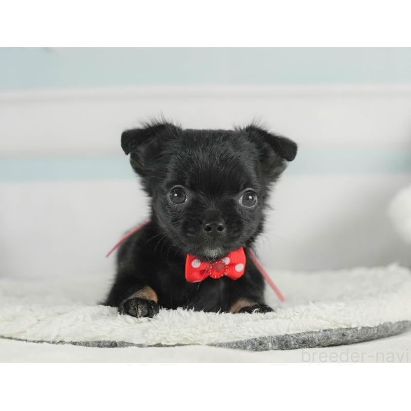 販売中の神奈川県のチワワ(ロングコート)-424716の12枚目