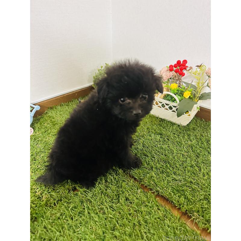 販売中の群馬県のミックス犬-424718の3枚目