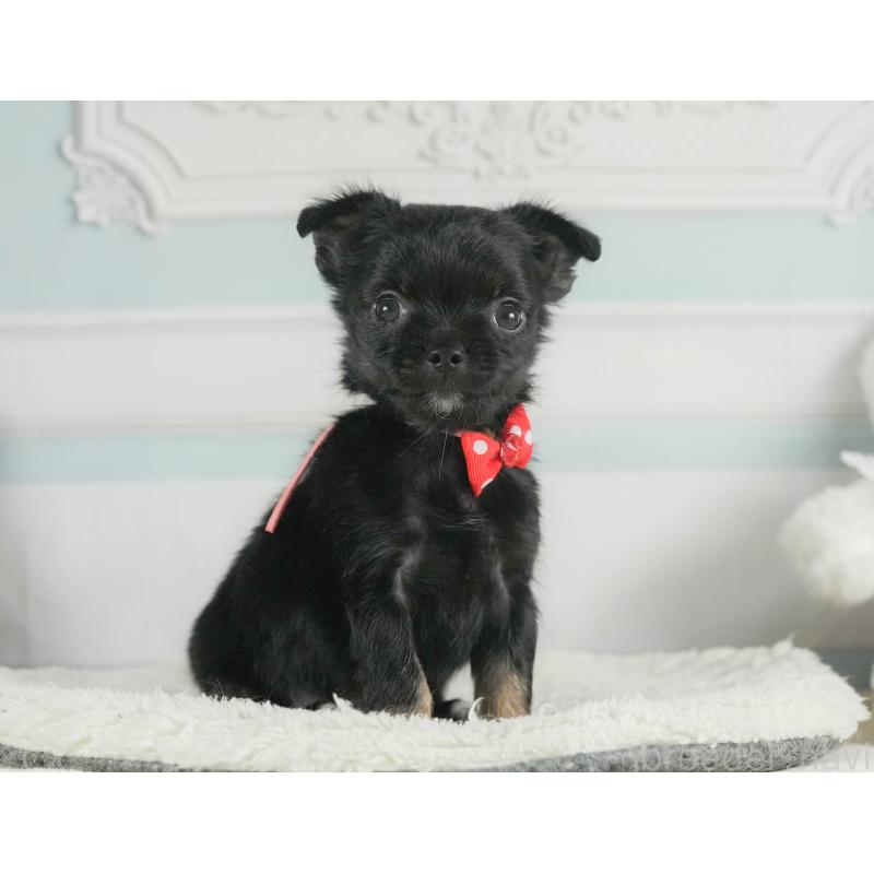 販売中の神奈川県のチワワ(ロングコート)-424716の11枚目