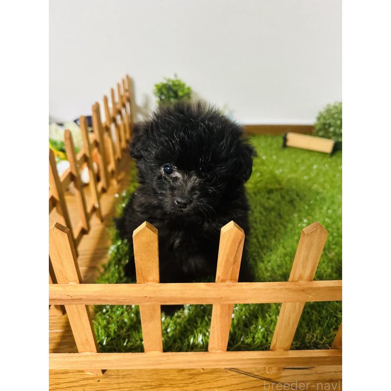 販売中の群馬県のミックス犬-424718の2枚目