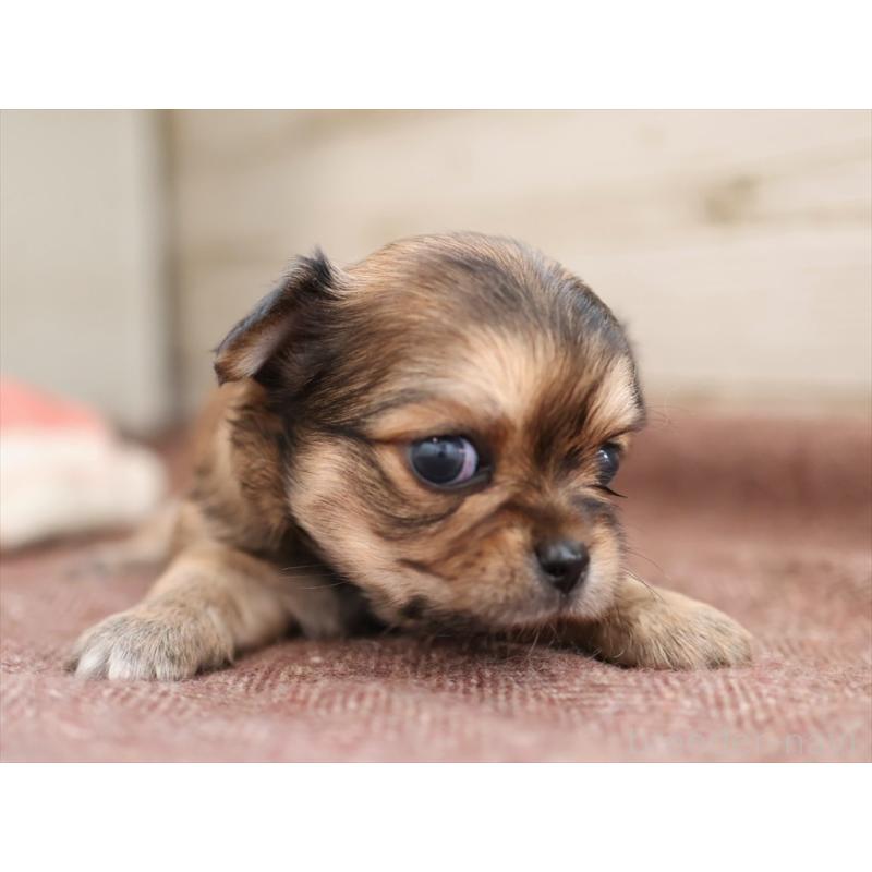 販売中の愛知県のチワワ(ロングコート)-424717の7枚目