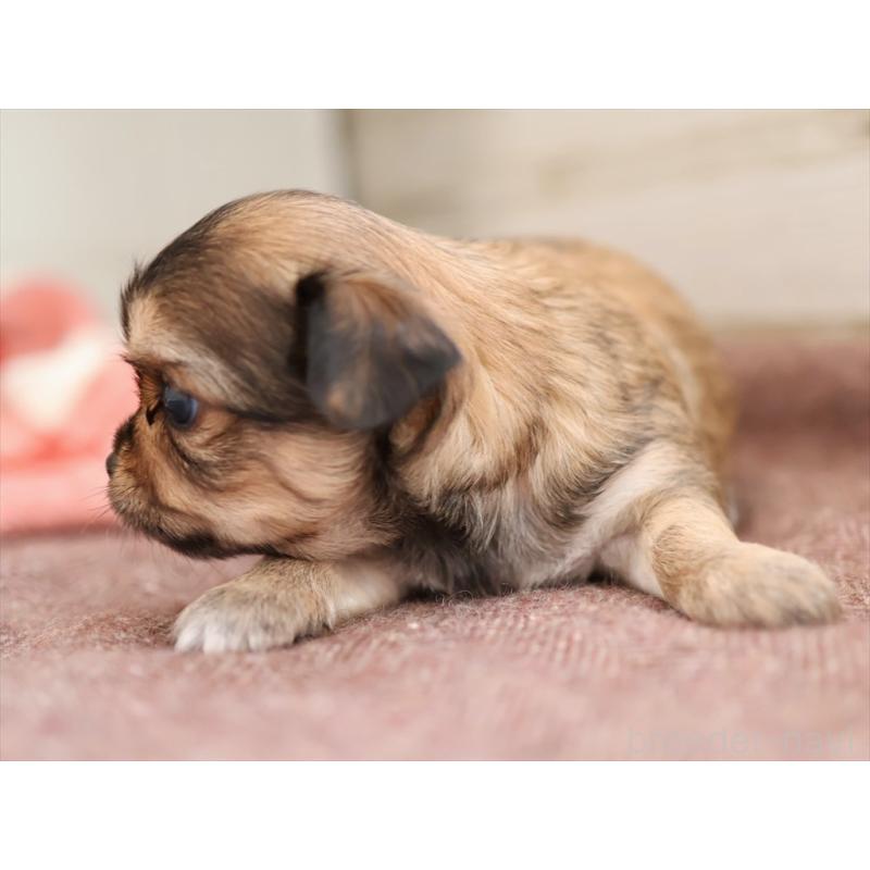 販売中の愛知県のチワワ(ロングコート)-424717の5枚目