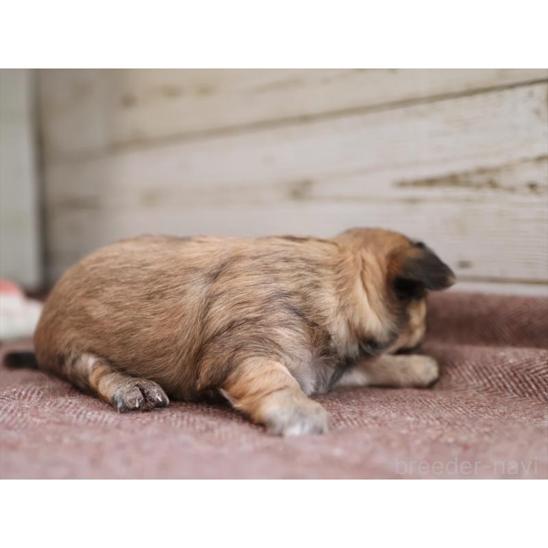 販売中の愛知県のチワワ(ロングコート)-424717の4枚目