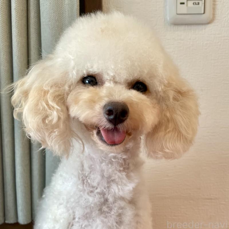 販売中の福岡県のタイニープードル-419422の3枚目