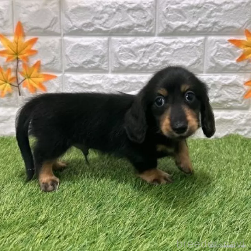販売中の愛知県のミニチュアダックスフンド(ロングヘアード)-424721の5枚目