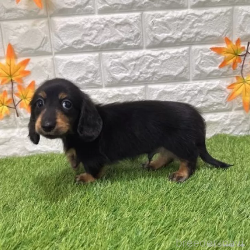 販売中の愛知県のミニチュアダックスフンド(ロングヘアード)-424721の4枚目
