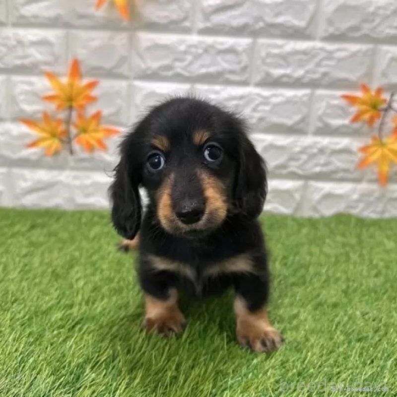 販売中の愛知県のミニチュアダックスフンド(ロングヘアード)-424721の3枚目