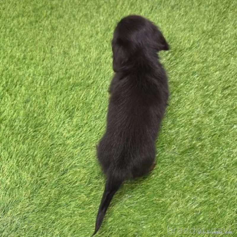 販売中の愛知県のミニチュアダックスフンド(ロングヘアード)-424721の2枚目