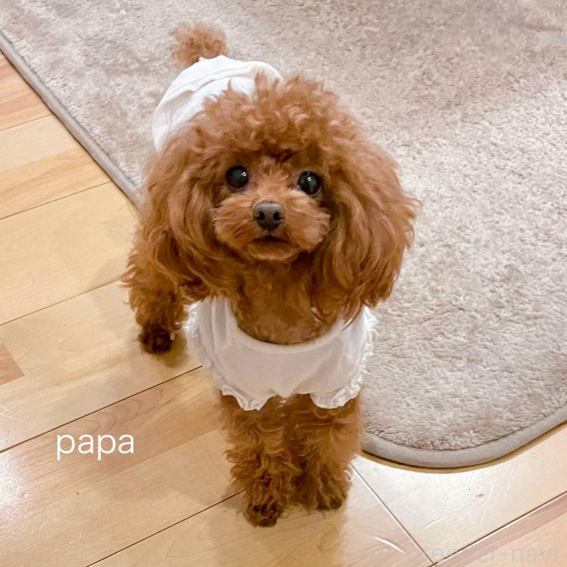 販売中の福岡県のタイニープードル-419422の2枚目