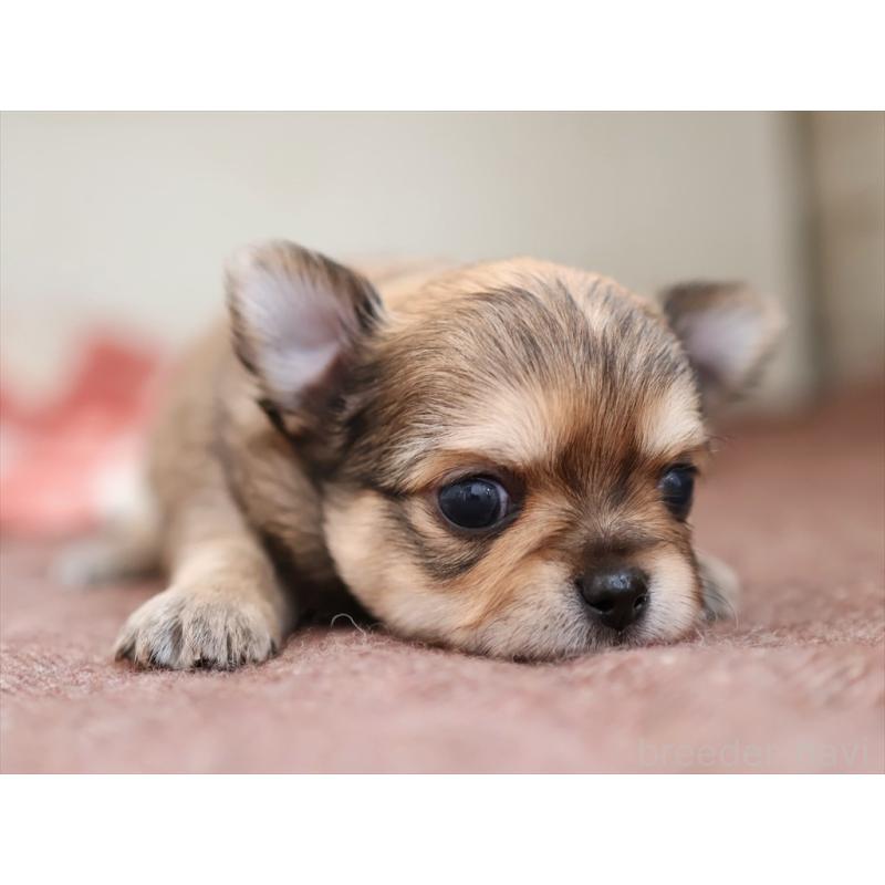 販売中の愛知県のチワワ(ロングコート)-424719の7枚目