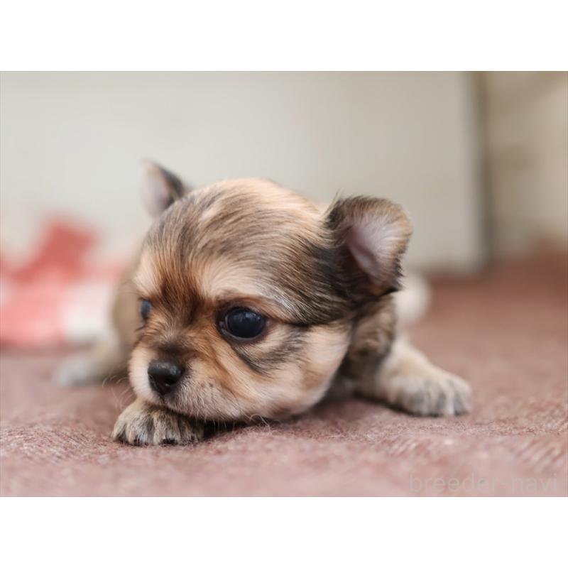 販売中の愛知県のチワワ(ロングコート)-424719の6枚目