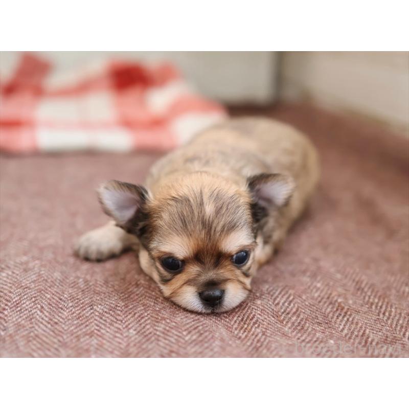 販売中の愛知県のチワワ(ロングコート)-424719の5枚目