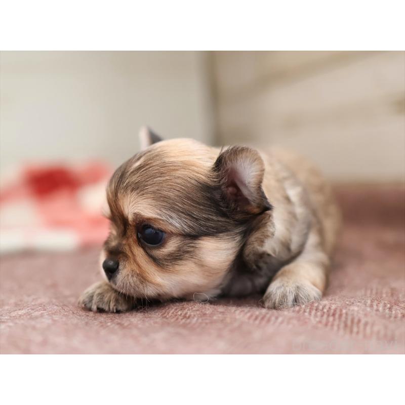 販売中の愛知県のチワワ(ロングコート)-424719の4枚目