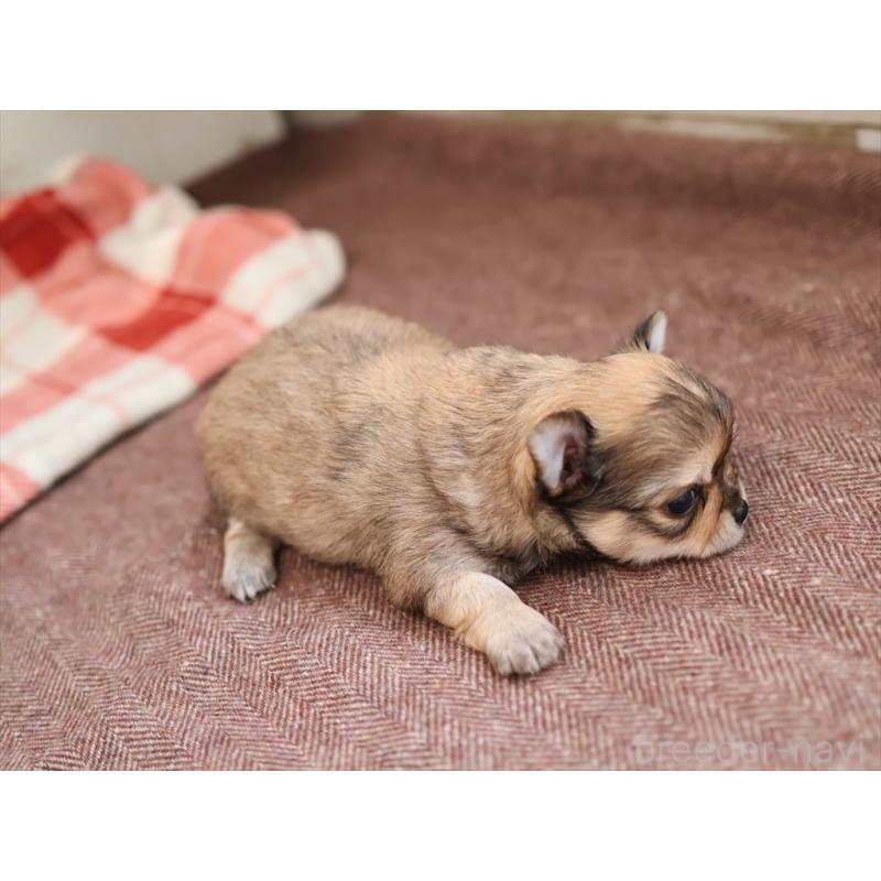 販売中の愛知県のチワワ(ロングコート)-424719の3枚目