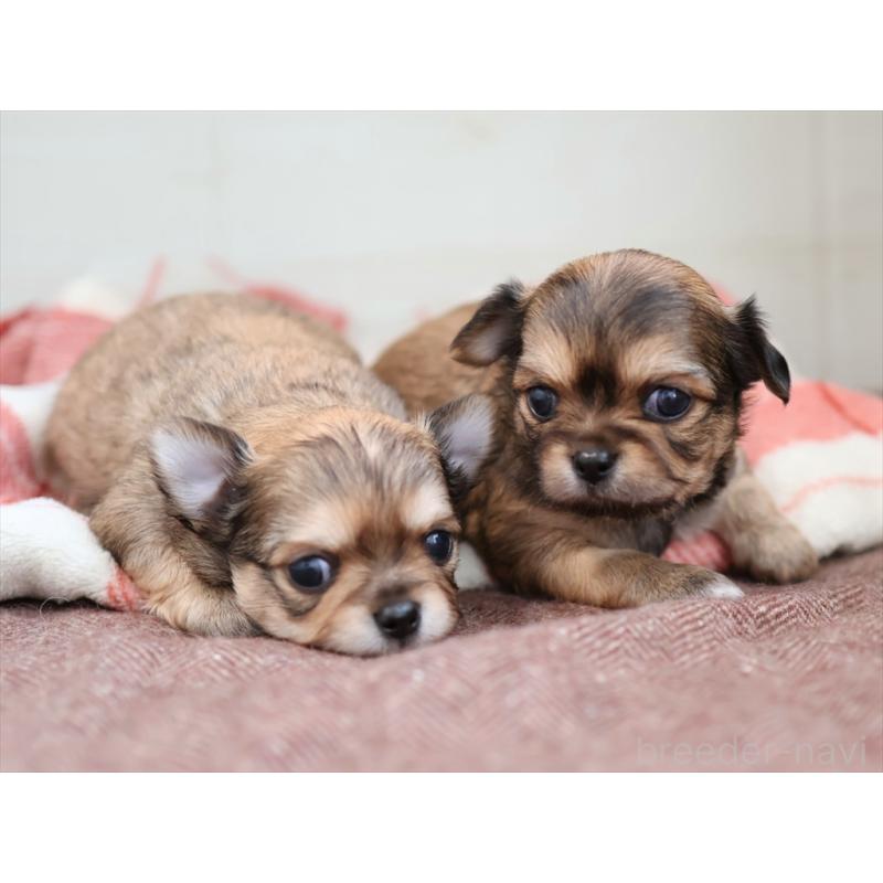 販売中の愛知県のチワワ(ロングコート)-424719の2枚目