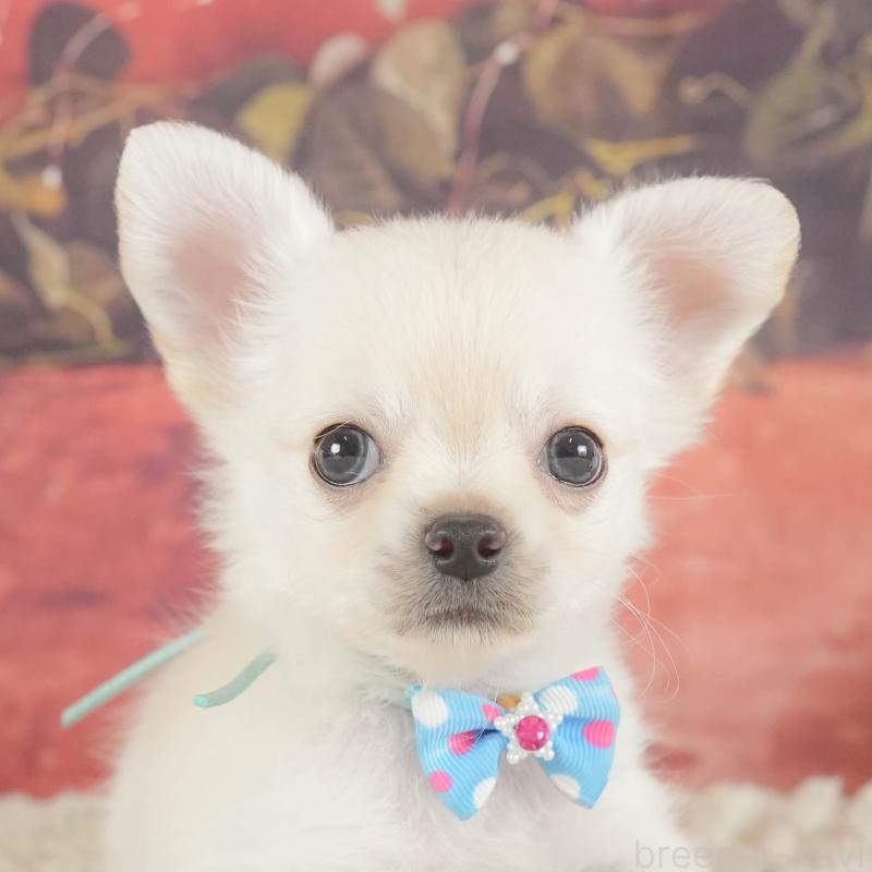 販売中の神奈川県のチワワ(ロングコート)-424722