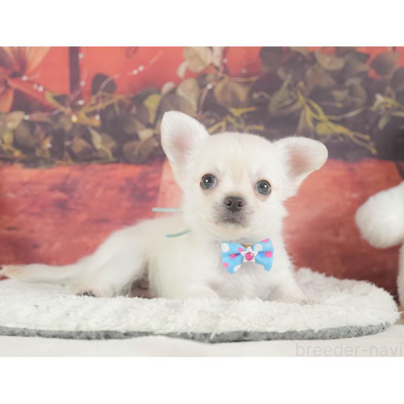 販売中の神奈川県のチワワ(ロングコート)-424722の16枚目