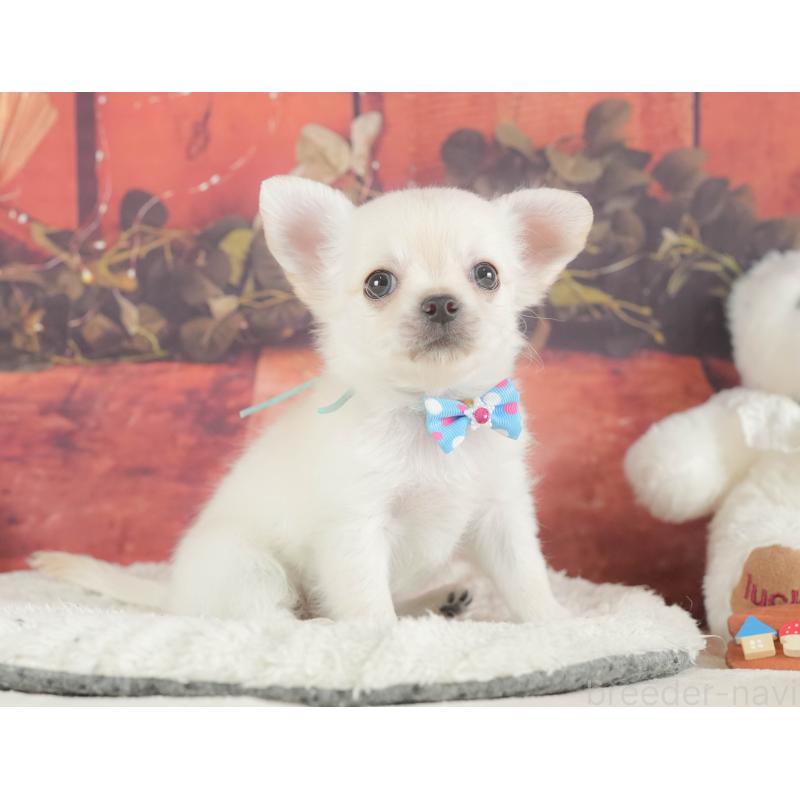 販売中の神奈川県のチワワ(ロングコート)-424722の15枚目