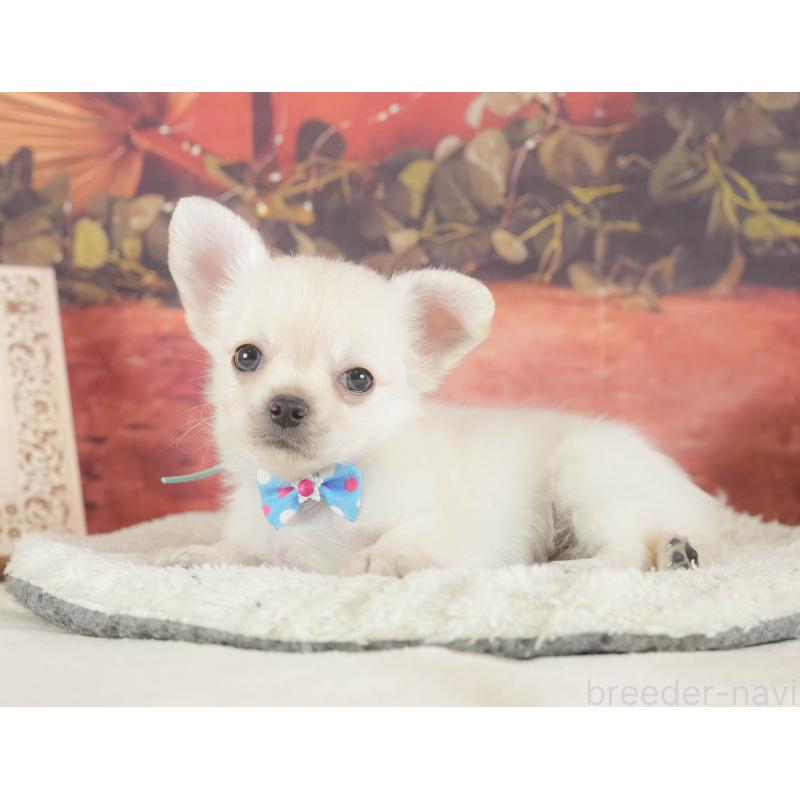 販売中の神奈川県のチワワ(ロングコート)-424722の14枚目