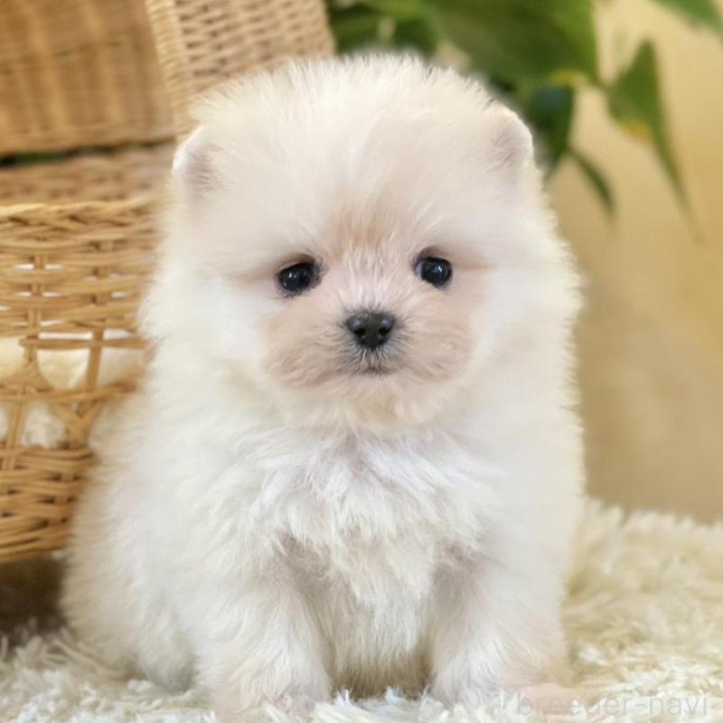 販売中の山梨県のポメマル:ポメラニアン×マルチーズ-424720の1枚目