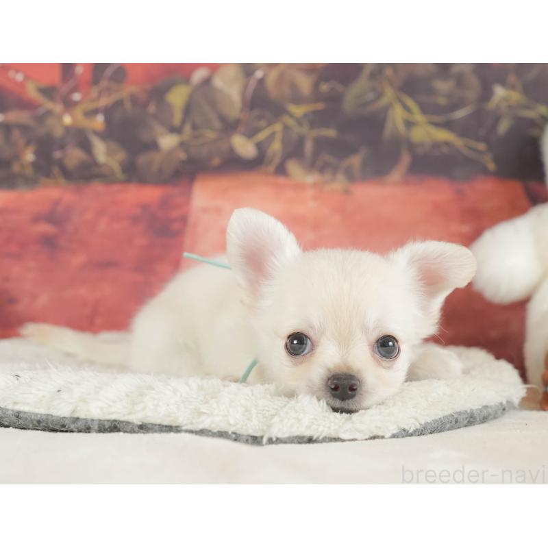 販売中の神奈川県のチワワ(ロングコート)-424722の13枚目