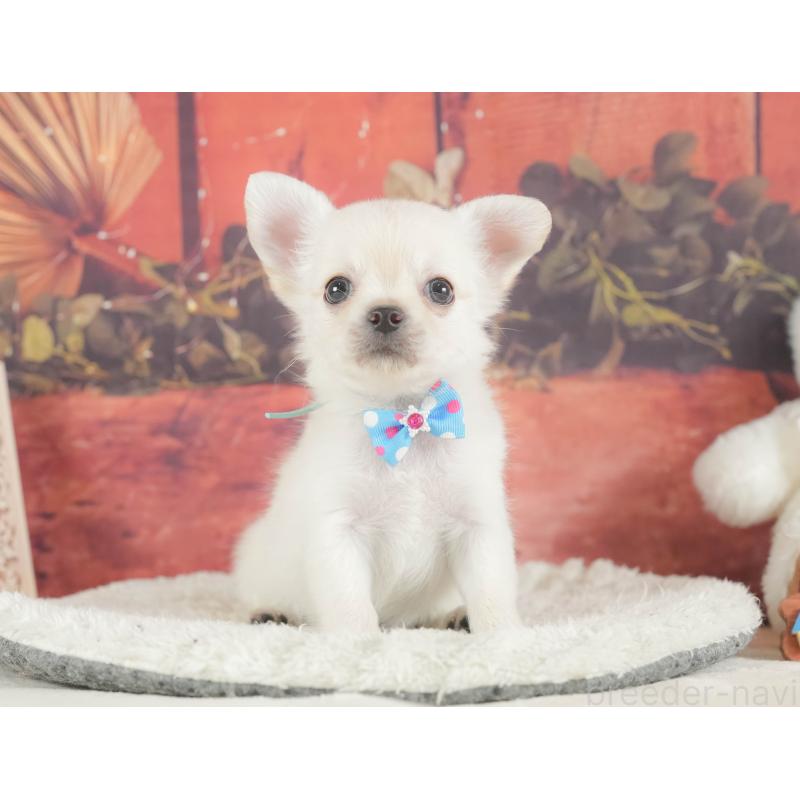 販売中の神奈川県のチワワ(ロングコート)-424722の12枚目