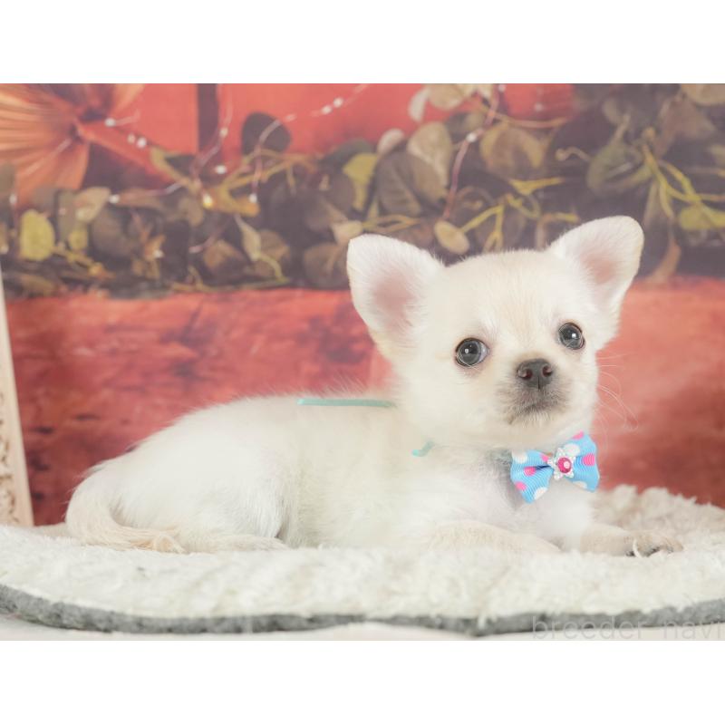 販売中の神奈川県のチワワ(ロングコート)-424722の11枚目