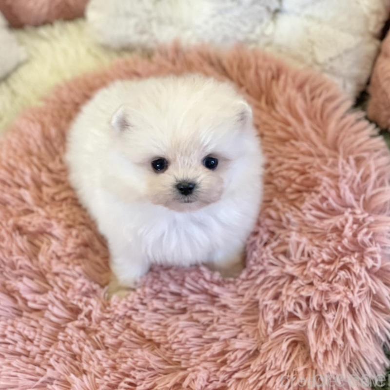 販売中の山梨県のポメマル:ポメラニアン×マルチーズ-424720の11枚目