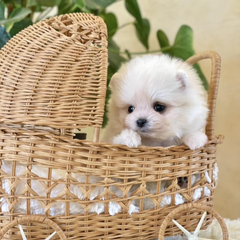 販売中の山梨県のポメマル:ポメラニアン×マルチーズ-424720の10枚目