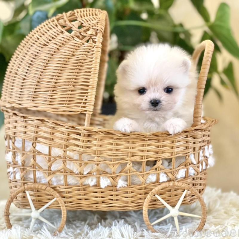 販売中の山梨県のポメマル:ポメラニアン×マルチーズ-424720の9枚目