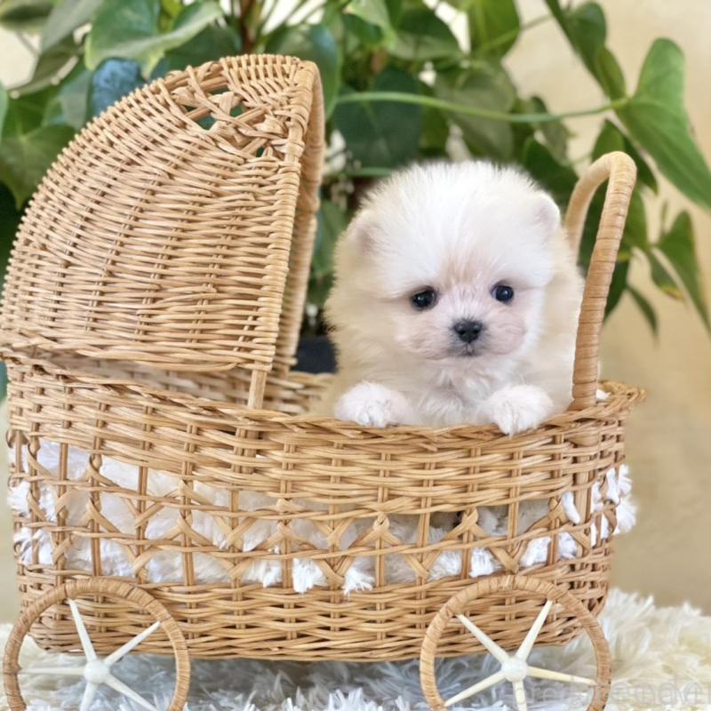 販売中の山梨県のポメマル:ポメラニアン×マルチーズ-424720の8枚目