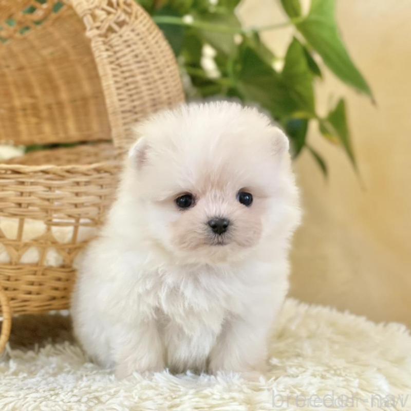 販売中の山梨県のポメマル:ポメラニアン×マルチーズ-424720の7枚目