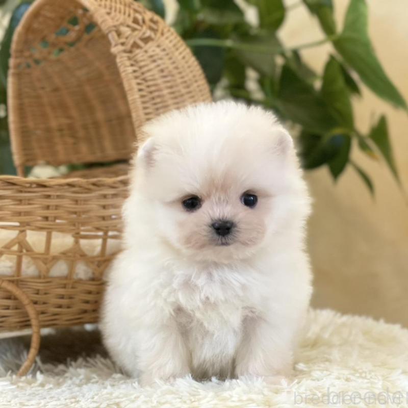 販売中の山梨県のポメマル:ポメラニアン×マルチーズ-424720の6枚目