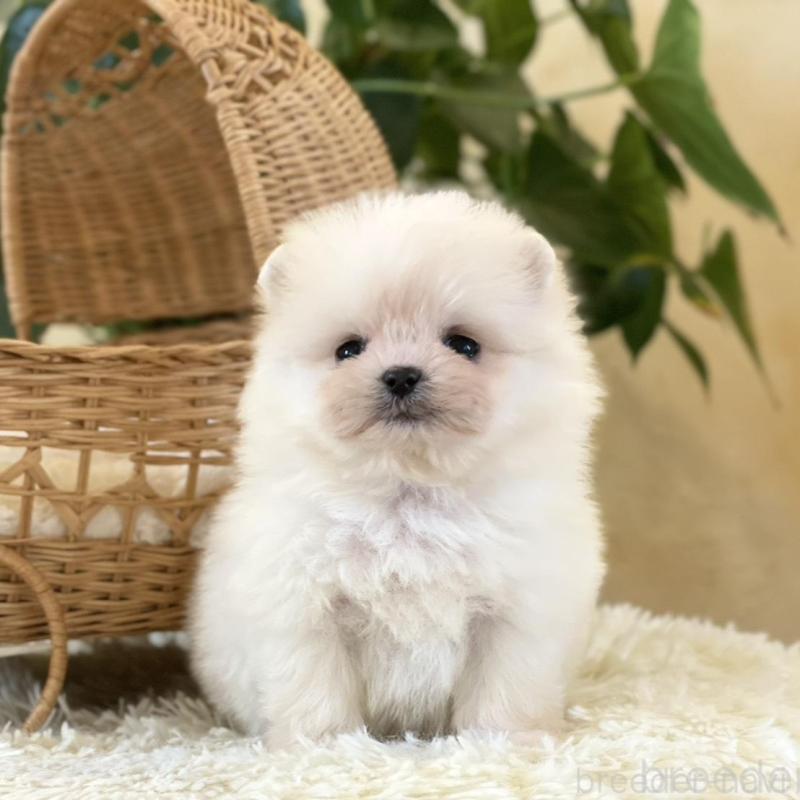 販売中の山梨県のポメマル:ポメラニアン×マルチーズ-424720の5枚目