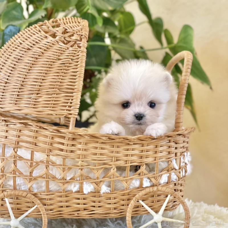 販売中の山梨県のポメマル:ポメラニアン×マルチーズ-424720の4枚目