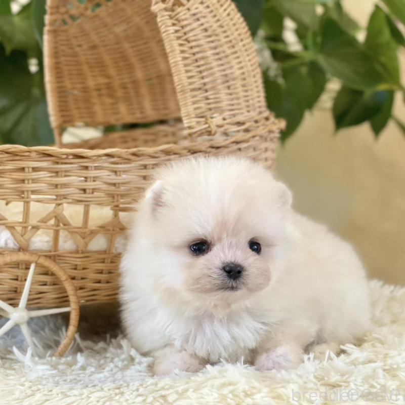 販売中の山梨県のポメマル:ポメラニアン×マルチーズ-424720の3枚目