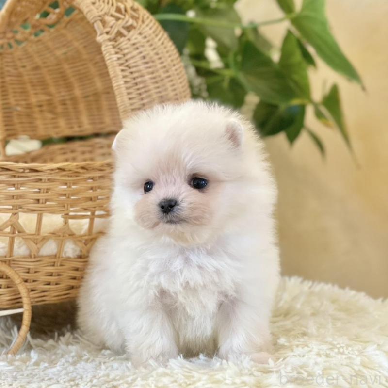 販売中の山梨県のポメマル:ポメラニアン×マルチーズ-424720の2枚目