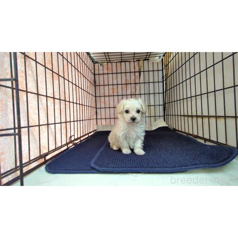 販売中の茨城県のマルプー:マルチーズ×トイプードル-424726の1枚目