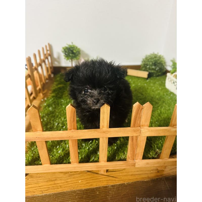 販売中の群馬県のミックス犬-424723の4枚目