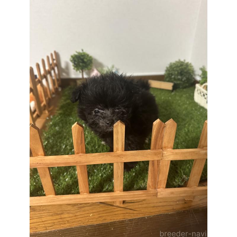 販売中の群馬県のミックス犬-424723の3枚目