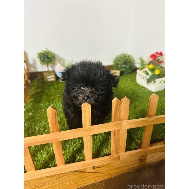 販売中の群馬県のミックス犬-424723の2枚目