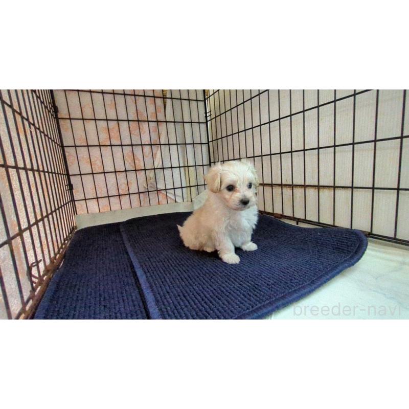 販売中の茨城県のマルプー:マルチーズ×トイプードル-424726の6枚目