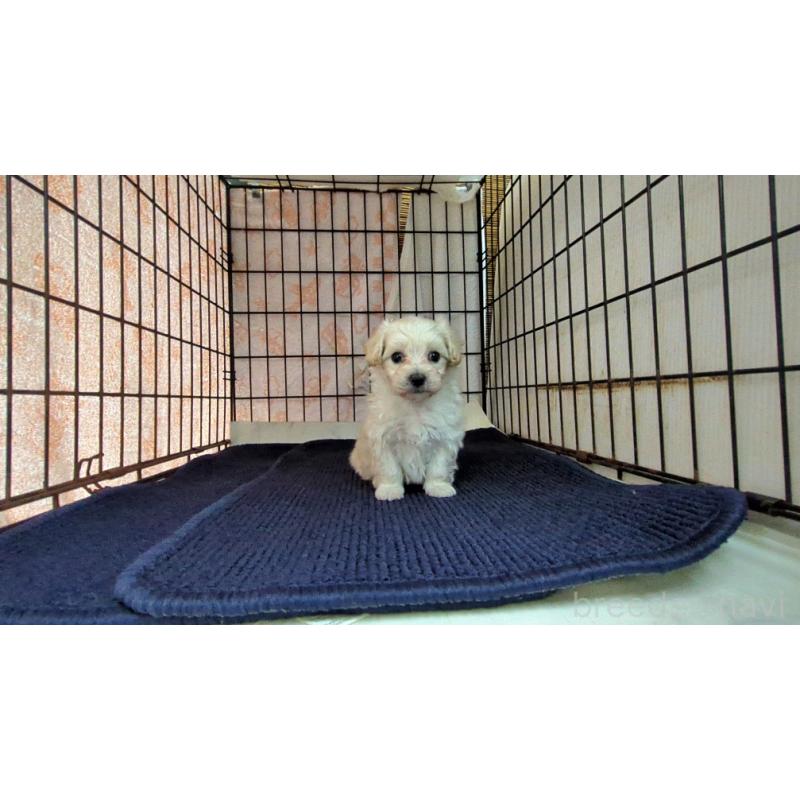 販売中の茨城県のマルプー:マルチーズ×トイプードル-424726の5枚目