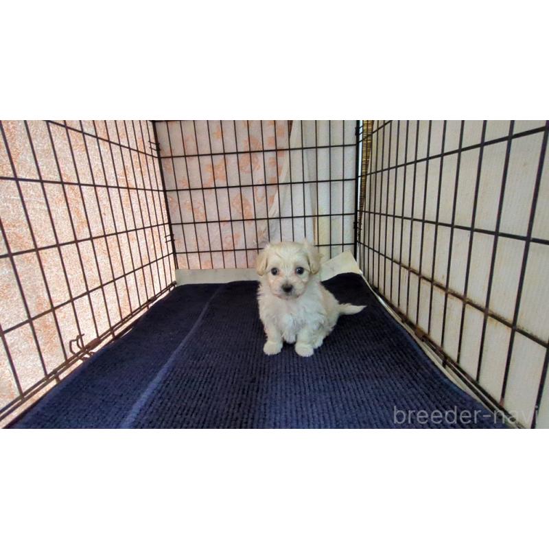 販売中の茨城県のマルプー:マルチーズ×トイプードル-424726の4枚目