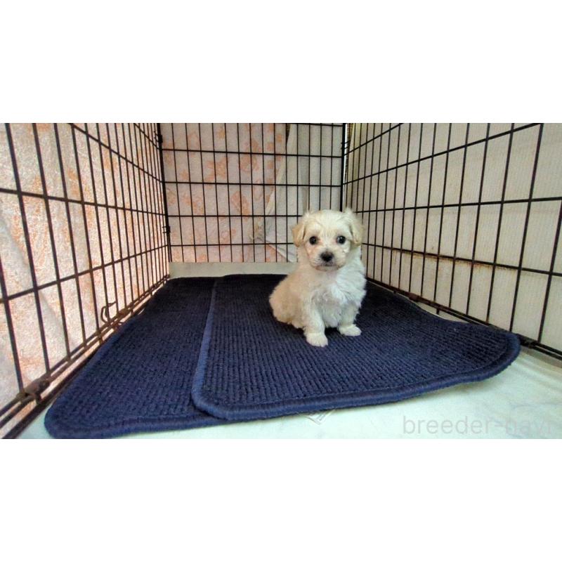 販売中の茨城県のマルプー:マルチーズ×トイプードル-424726の3枚目