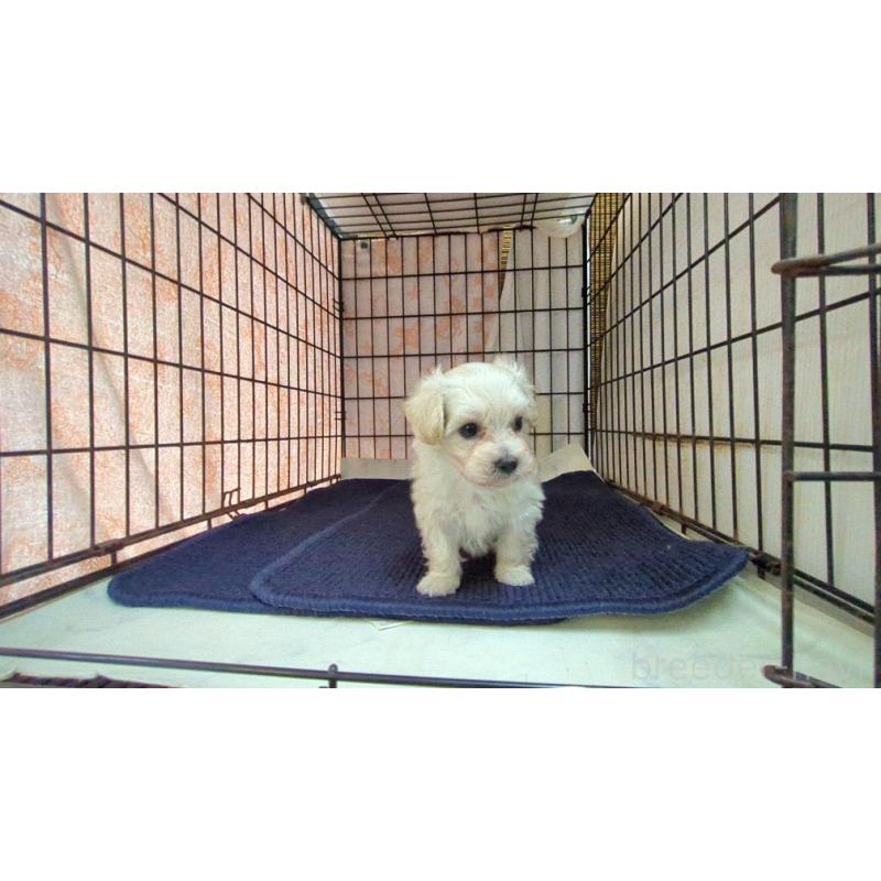 販売中の茨城県のマルプー:マルチーズ×トイプードル-424726の2枚目