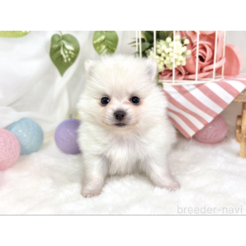 販売中の滋賀県のポメチワ:ポメラニアン×チワワ-424724の4枚目